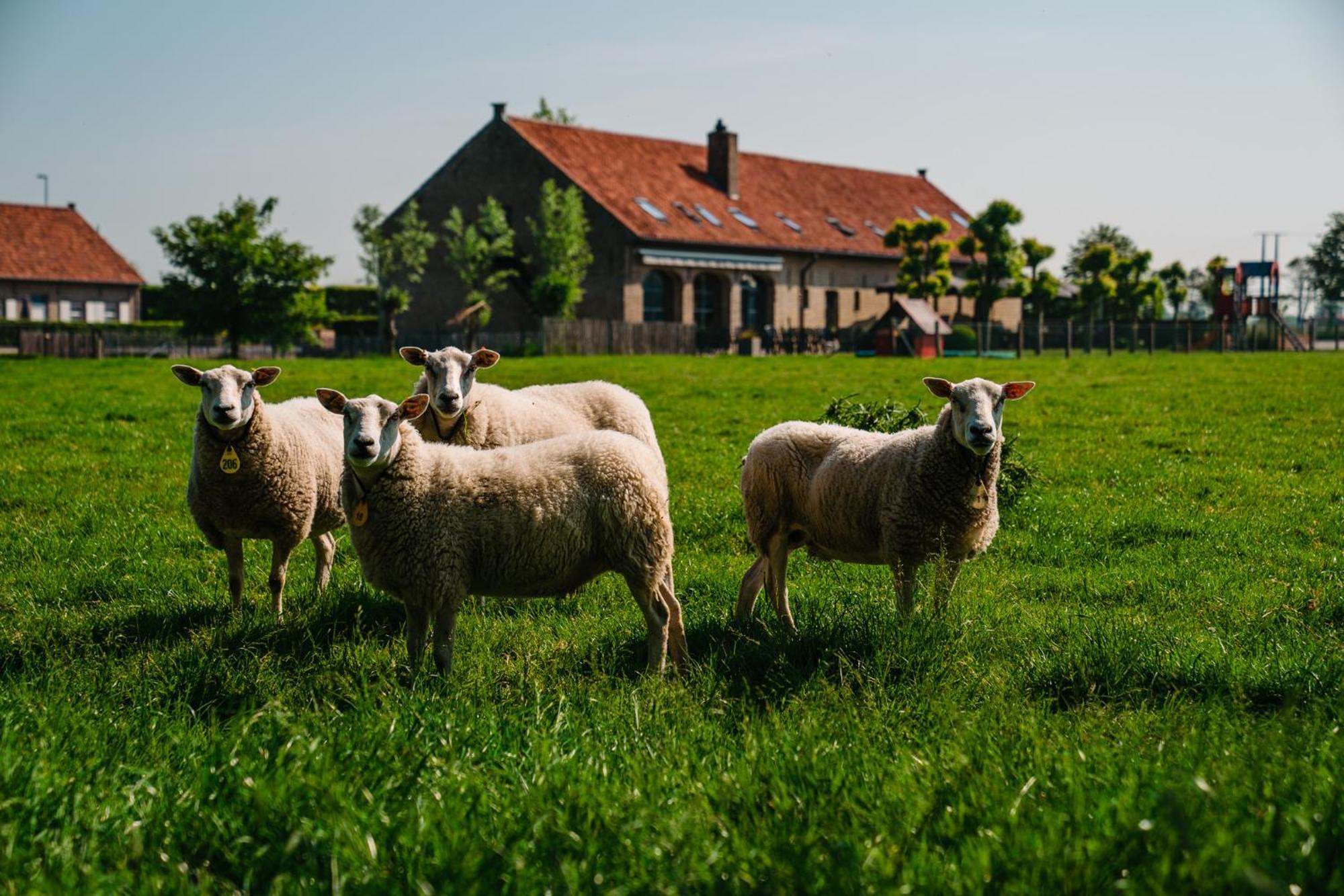 Hotel Hoevehotel Ter Haeghe Gistel